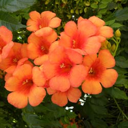 Trumpet Vine Indian Summer